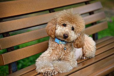 《龙腾世纪：影障守护者》全新游戏截图发布